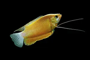 Barbel: Thick-lipped gourami (orange) - male side view