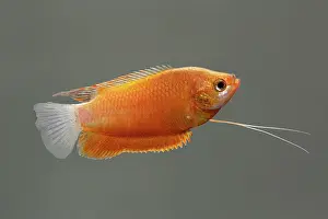 Barbel: Thick-Lipped gourami (orange) - male side view