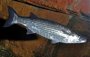 Mullet: Thick-lipped Mullet