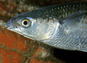 Mullet: Thick-lipped Mullet