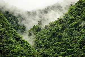 Patch: Thick rainforest, mist, cloud forest, Braulio Carrillo
