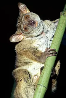 Bushbaby: Thick-tailed Bushbaby