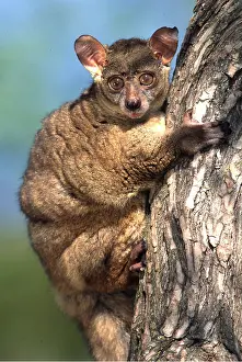 Bushbaby: THICK-TAILED BUSHBABY - clinging to tree trunk