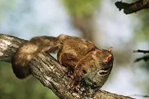 Bushbaby: THICK-TAILED BUSHBABY - on tree trunk