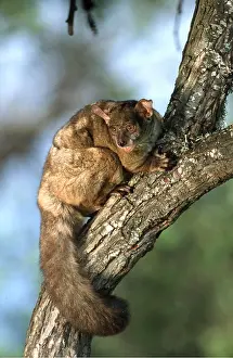 Bushbaby: THICK-TAILED BUSHBABY - on tree trunk, mouth open