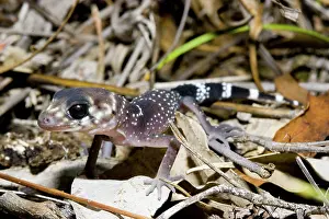 Barking: Thick-tailed gecko