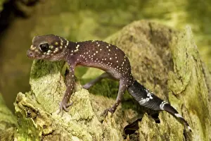 Barking: Thick-tailed gecko