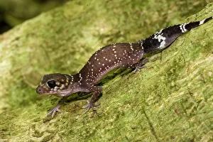 Barking: Thick-tailed gecko