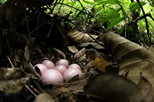 Selva: Thicket Tinamou (Crypturellus cinnamomeus) eggs