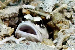 Tube: Thickheaded well builder (Opistognathus dendriticus)