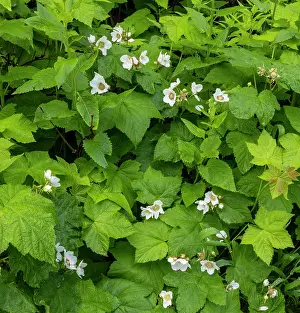 Montana: Thimbleberry flowering in Glacier National Park, Montana
