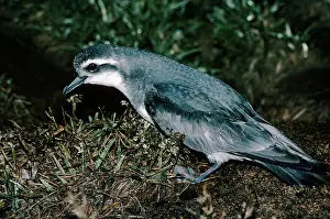 Prions: Thin-billed Prion