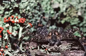 Thin: Thin-Legged Wolf Spider