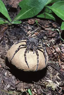 Thin: Thin-legged Wolf Spider