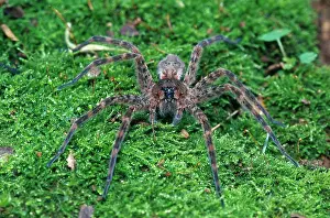 Thin: Thin-legged Wolf Spider