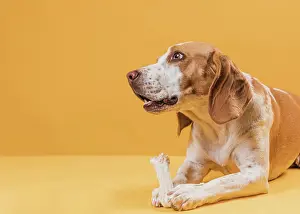 Nurse: thinking dog holding bone looking away