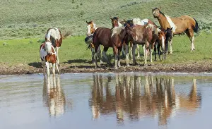 Oregon: Thirsty band of wild mustangs