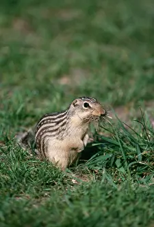Thirteen: THIRTEEN LINED GROUND SQUIRREL