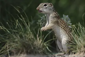 Thirteen: Thirteen-lined Ground Squirrel eating - Thirteen-lined