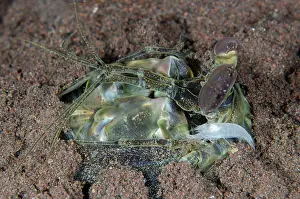 Secrets: Thirteen Teeth Mantis Shrimp in hole - with Snapping