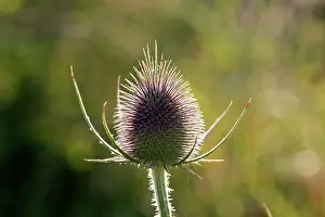 Thistles: Thistle