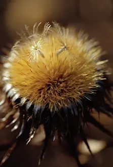 Carlina: Thistle