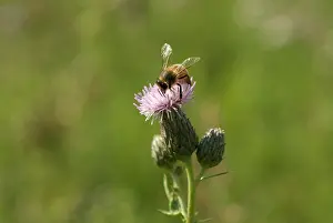 Cirsium: Thistle