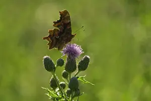 Cirsium: Thistle
