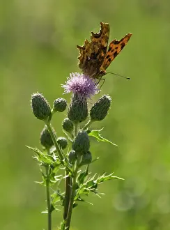 Cirsium: Thistle