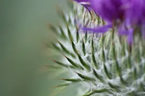 Onopordum: Thistle