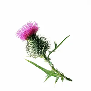 Cirsium: Thistle