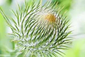 Onopordum: Thistle