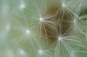 Cirsium: Thistle