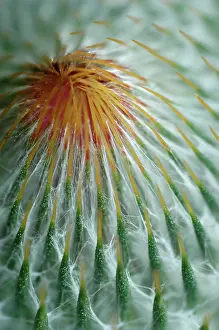 Onopordum: Thistle