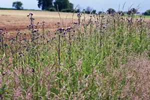 Corridor: Thistle