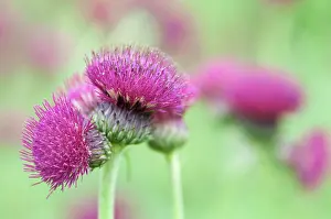Atropurpureum: Thistle