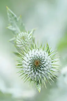 Onopordum: Thistle