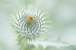 Onopordum: Thistle