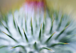 Onopordum: Thistle