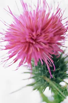 Cirsium: Thistle