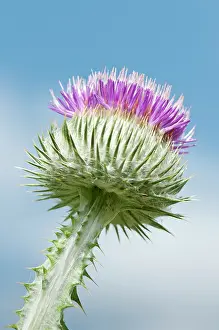 Onopordum: Thistle