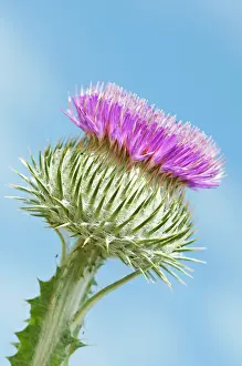 Onopordum: Thistle