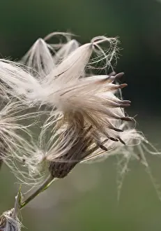 Release: Thistle