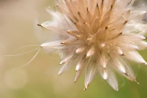 Pointed: Thistle
