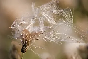 Release: Thistle