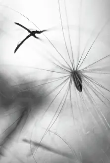 Cirsium: Thistle