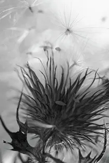 Release: Thistle