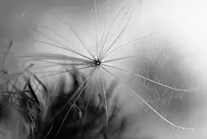 Cirsium: Thistle