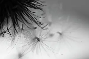 Release: Thistle