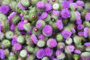 Onopordum: Thistle